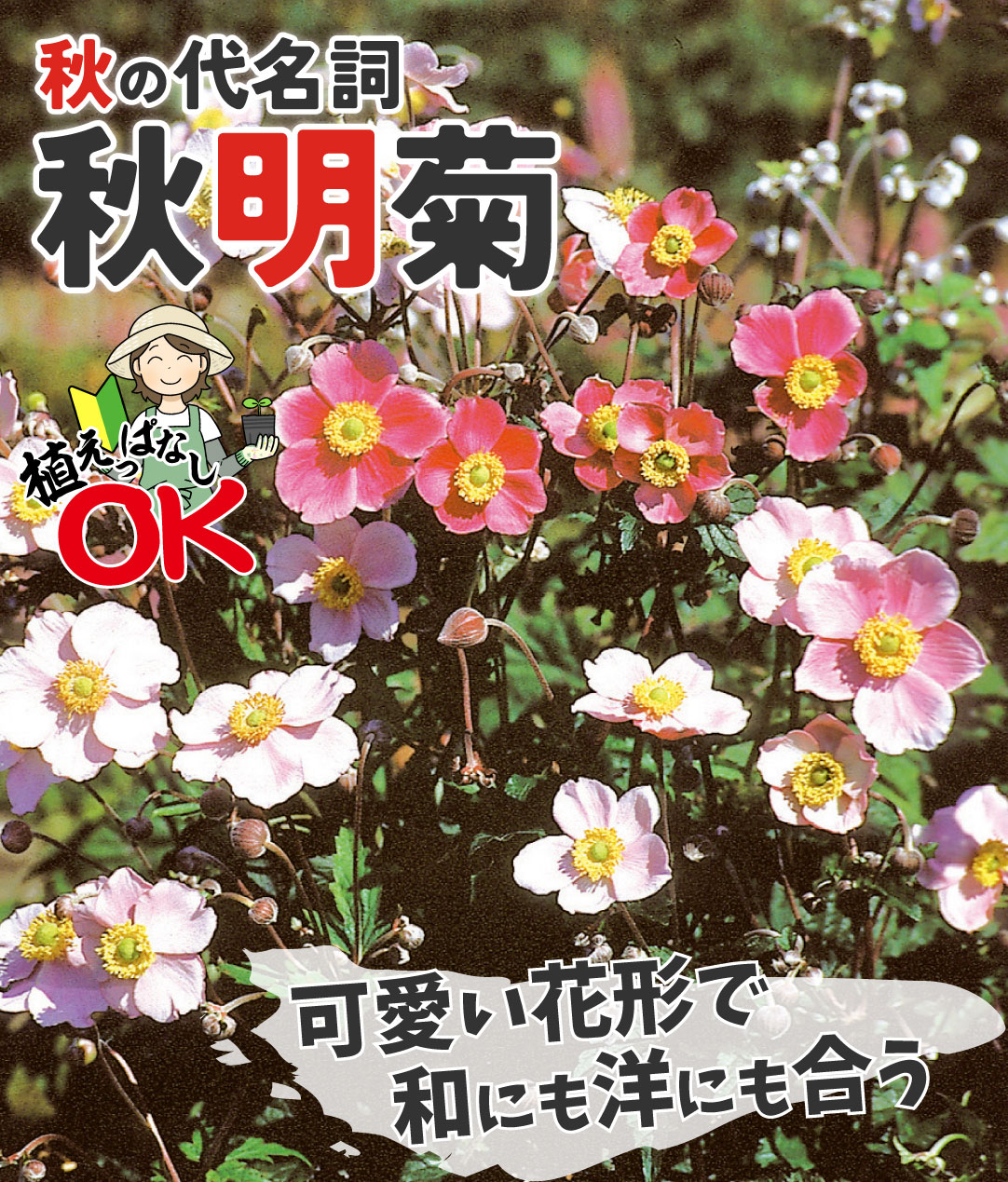 花たね　秋明菊ミックス