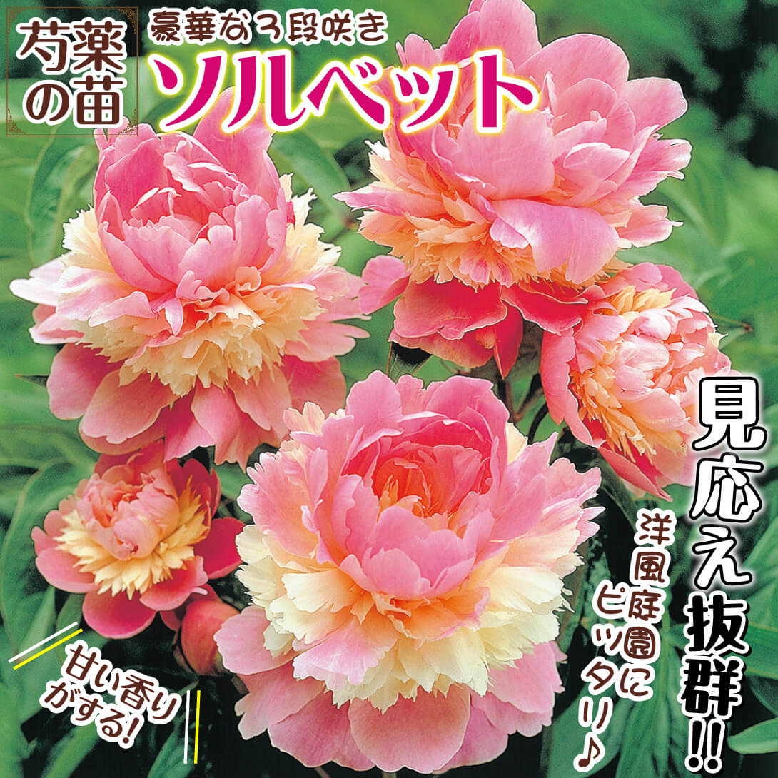 芍薬 ソルベット1