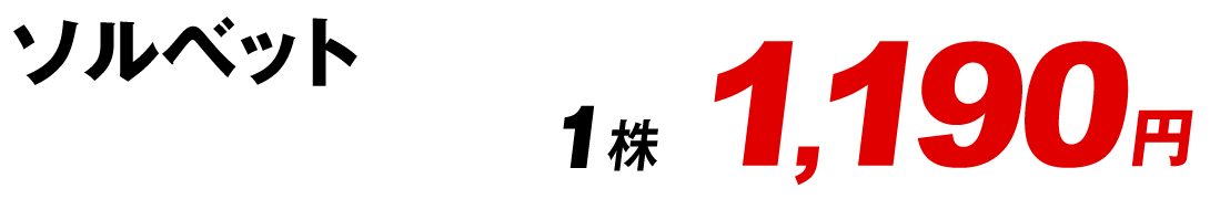 芍薬 ソルベット価格1190