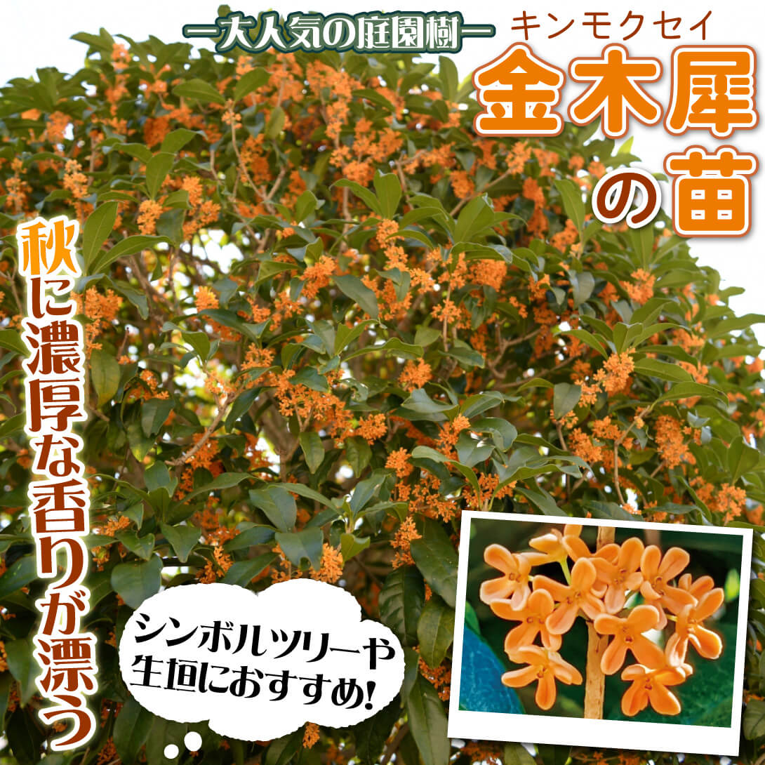 キンモクセイ