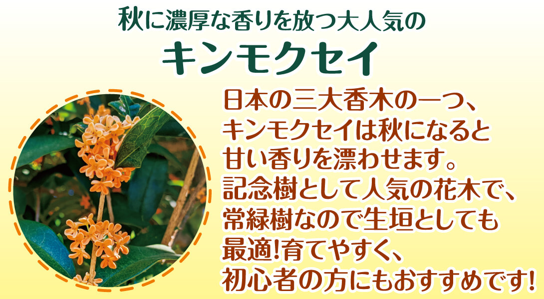 キンモクセイ2