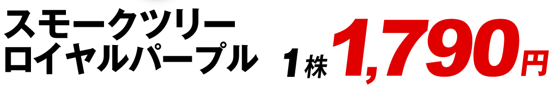 ロイヤルパープル値段1790