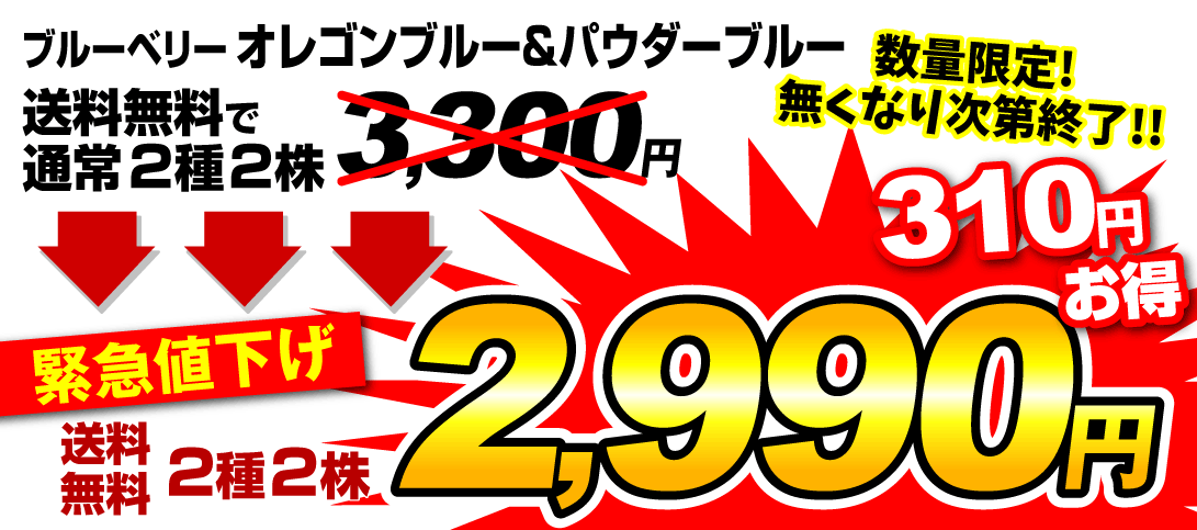 ブルーベリー 挿木3年生Cセール価格2990円
