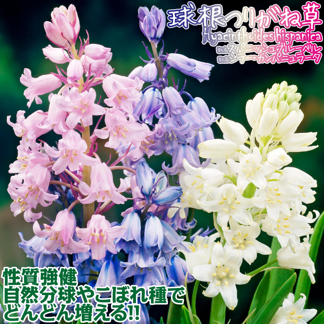 球根つりがね草