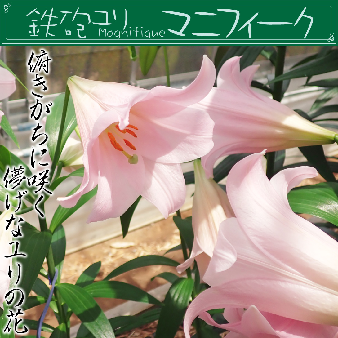 マニフィーク1