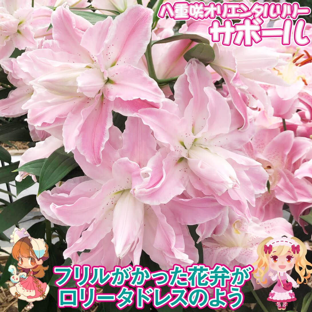 サボール1