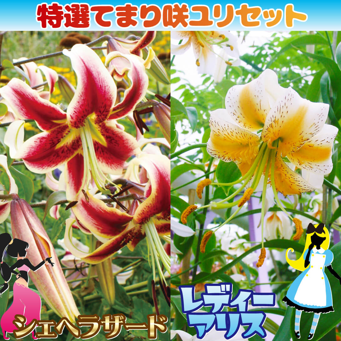 特選てまり咲ユリセット1