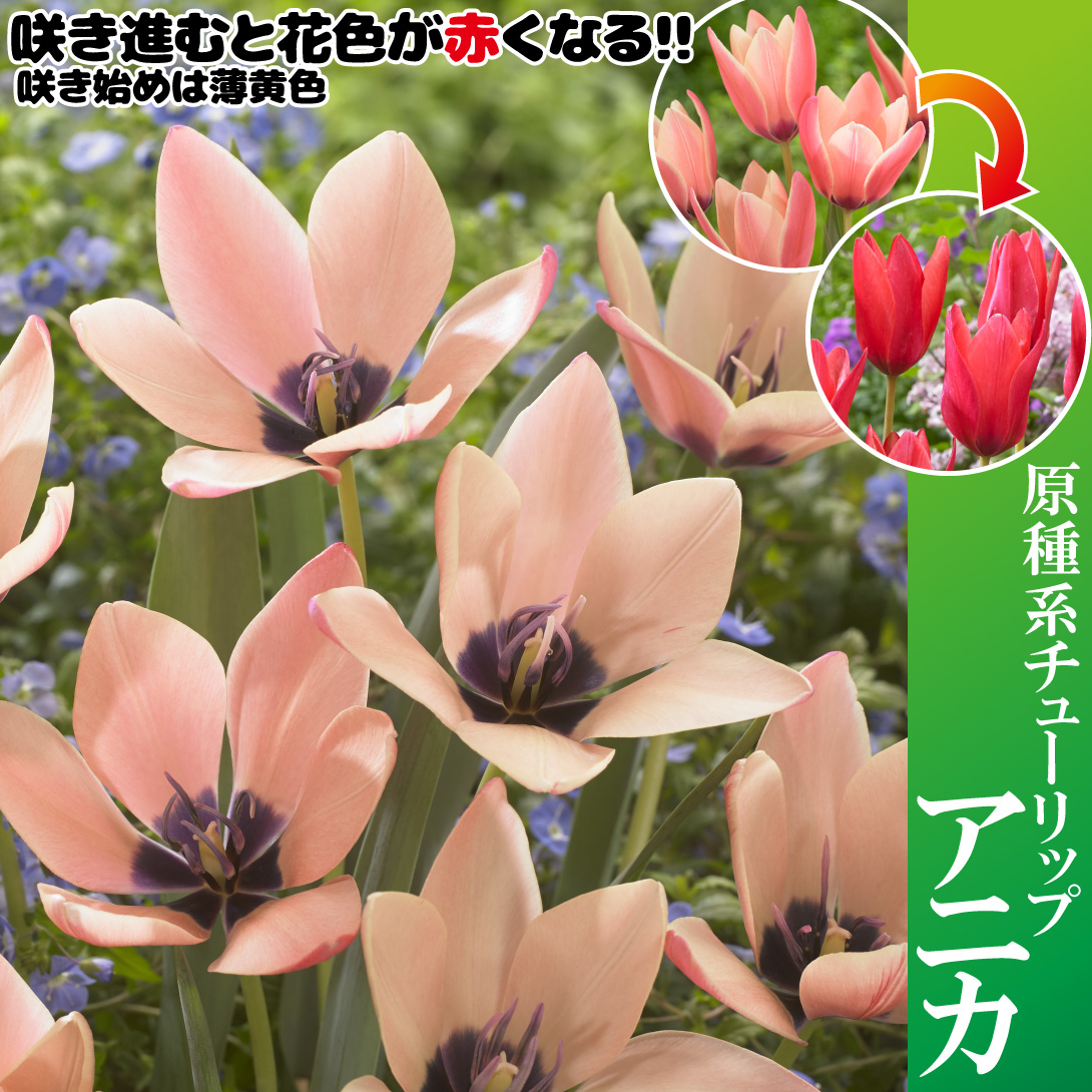 アニカ