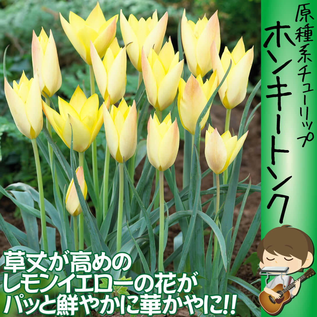 ヒヤシンス ブルージャケット