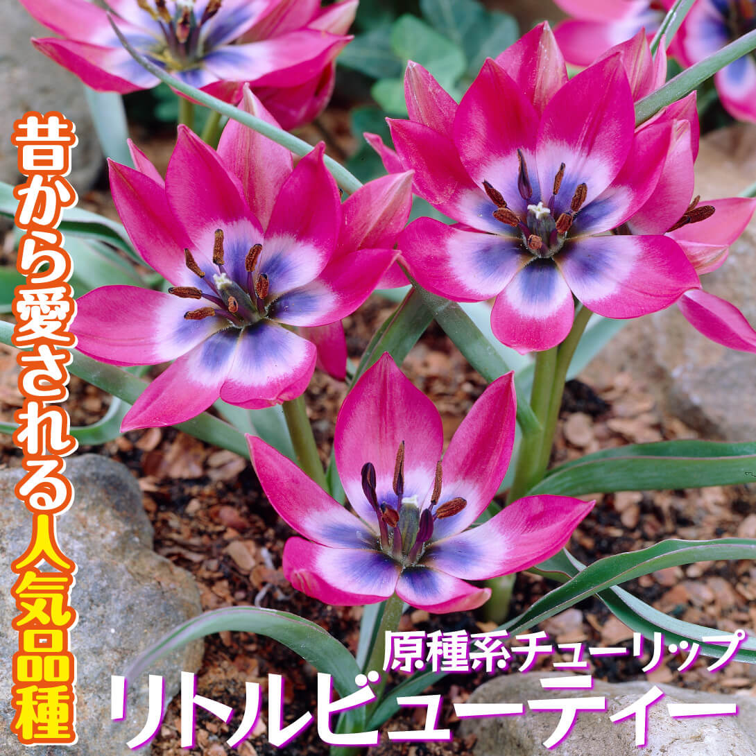 リトルビューティー