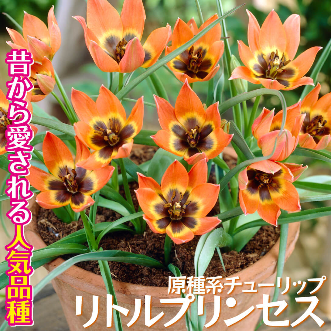チューリップ リトルプリンセス