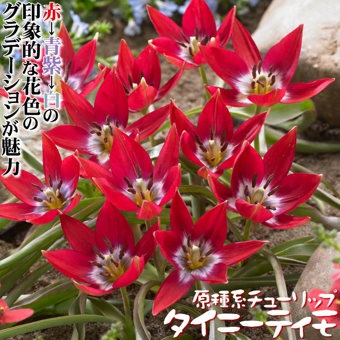 タイニーティモ