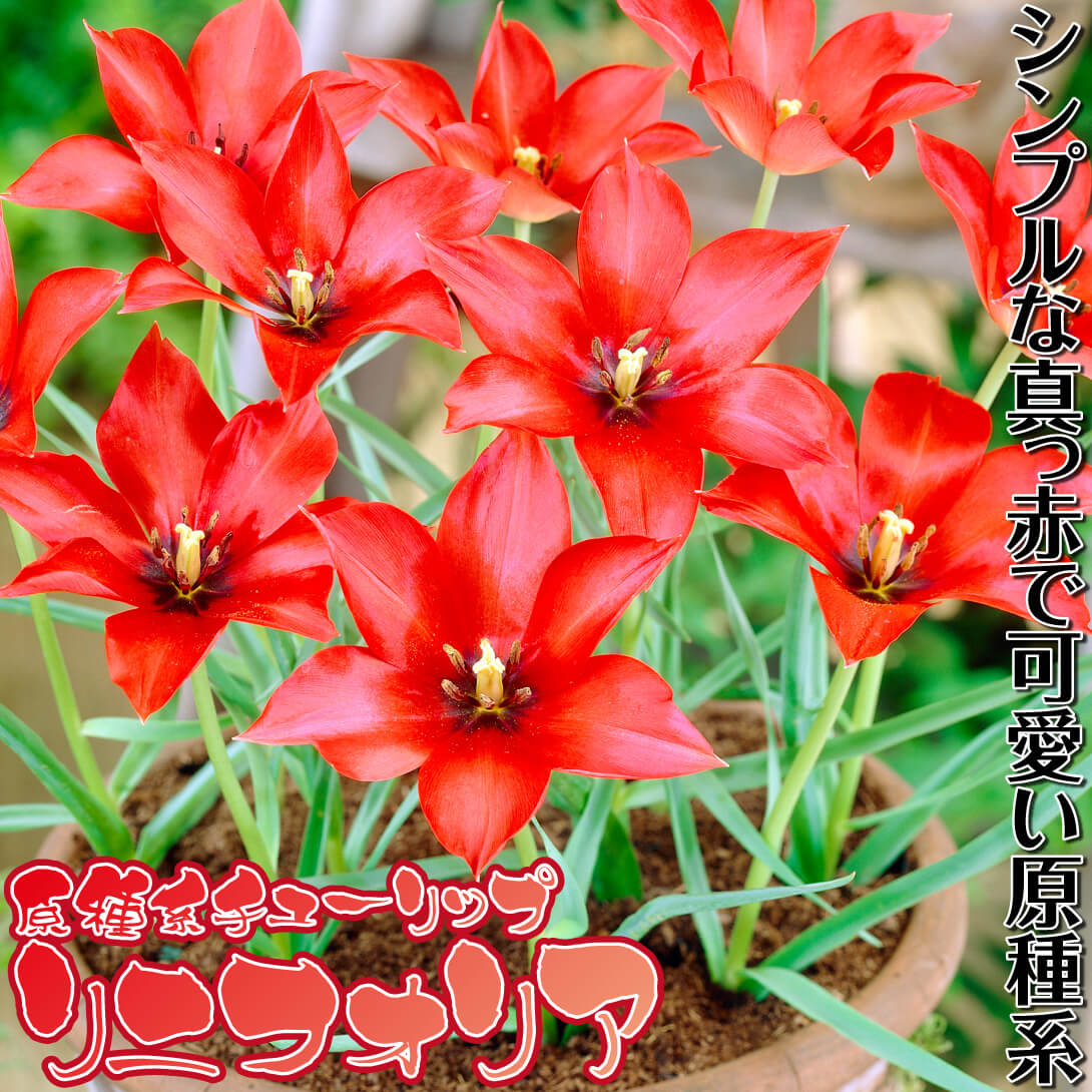リニフォリア