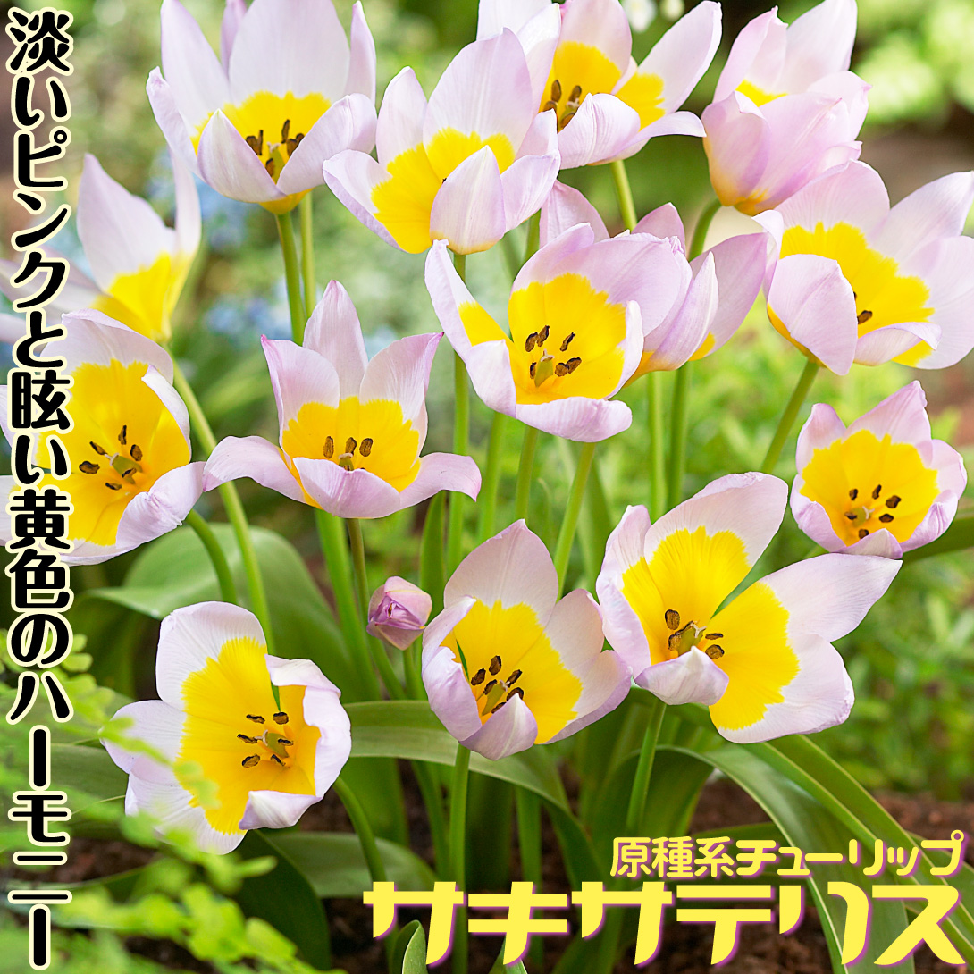サキサテリス