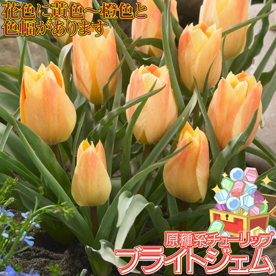 ブライトジェム
