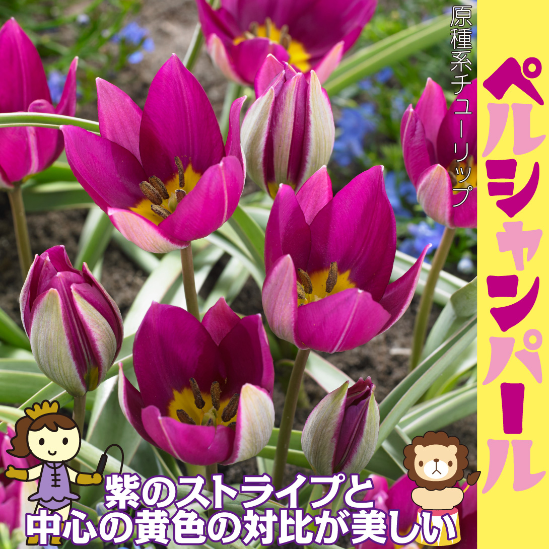 ペルシャンパール