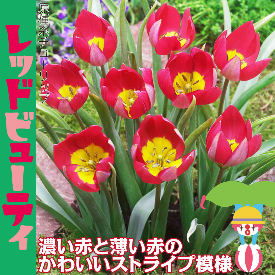 チューリップ レッドビューティ