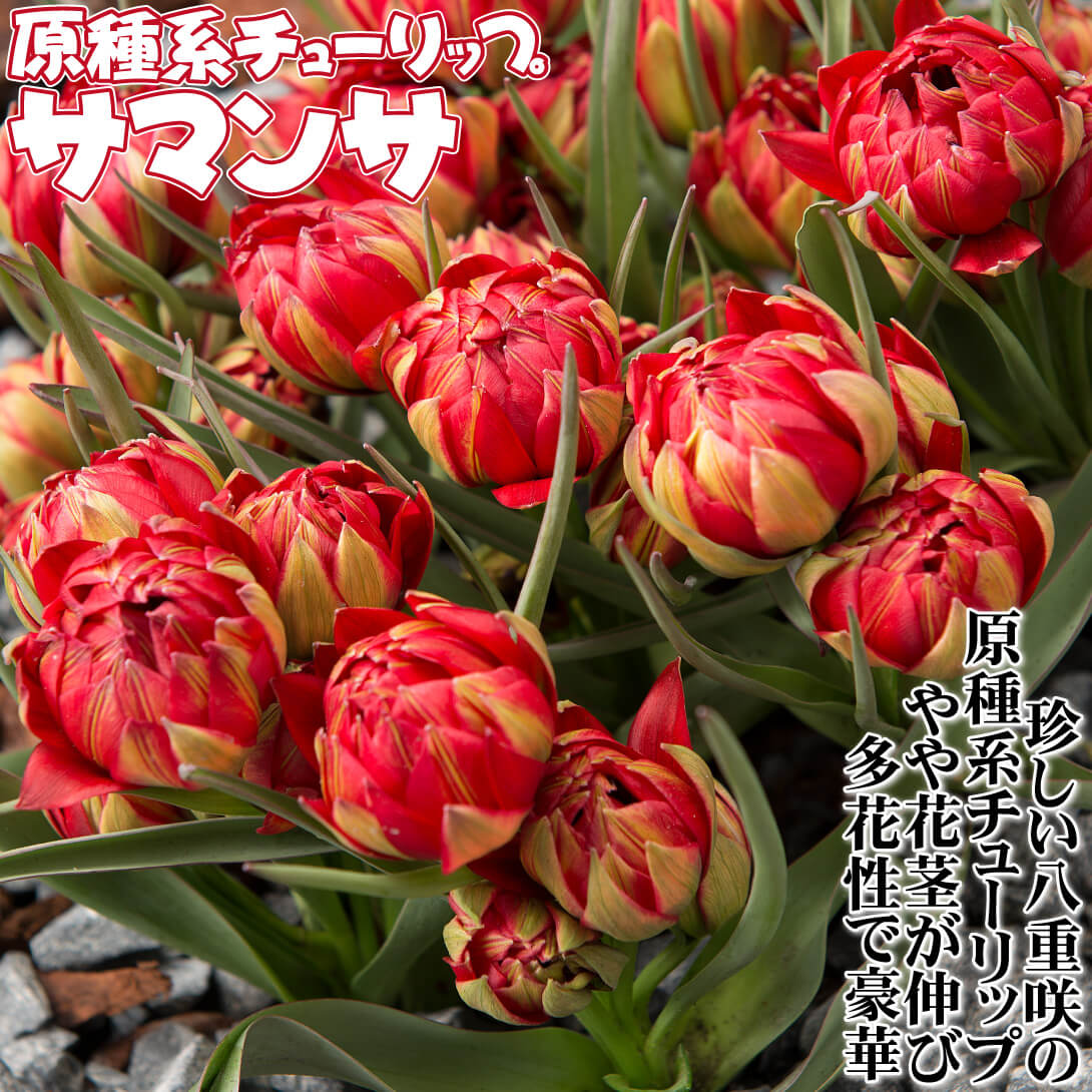 サマンサ
