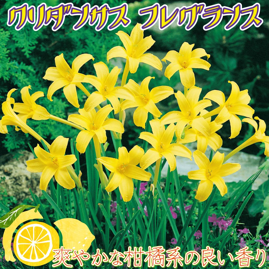 クリダンサス フレグランス