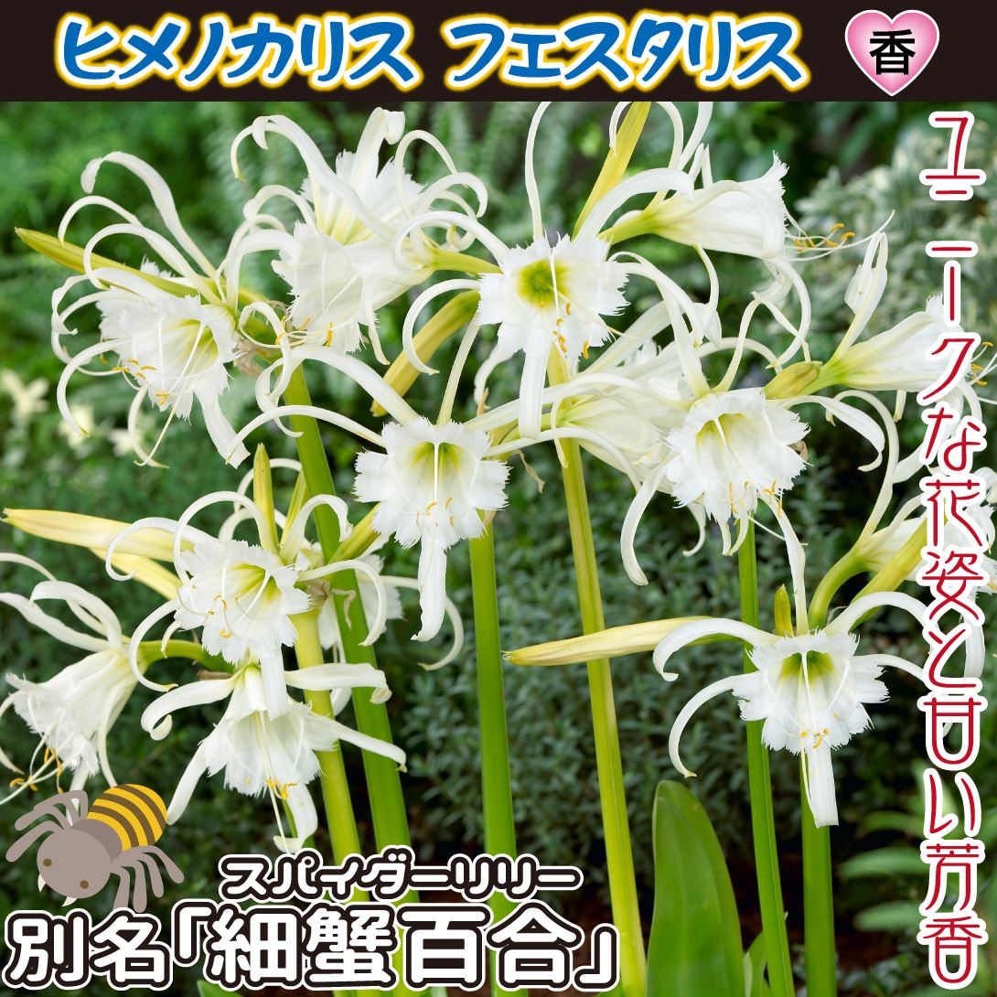 ヒメノカリス フェスタリス