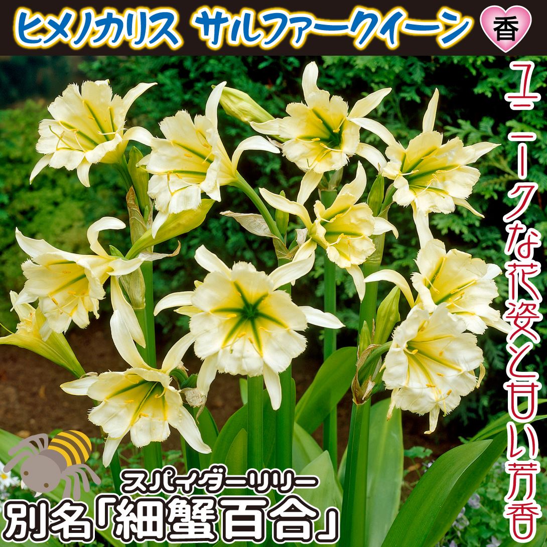 ヒメノカリス サルファークイーン