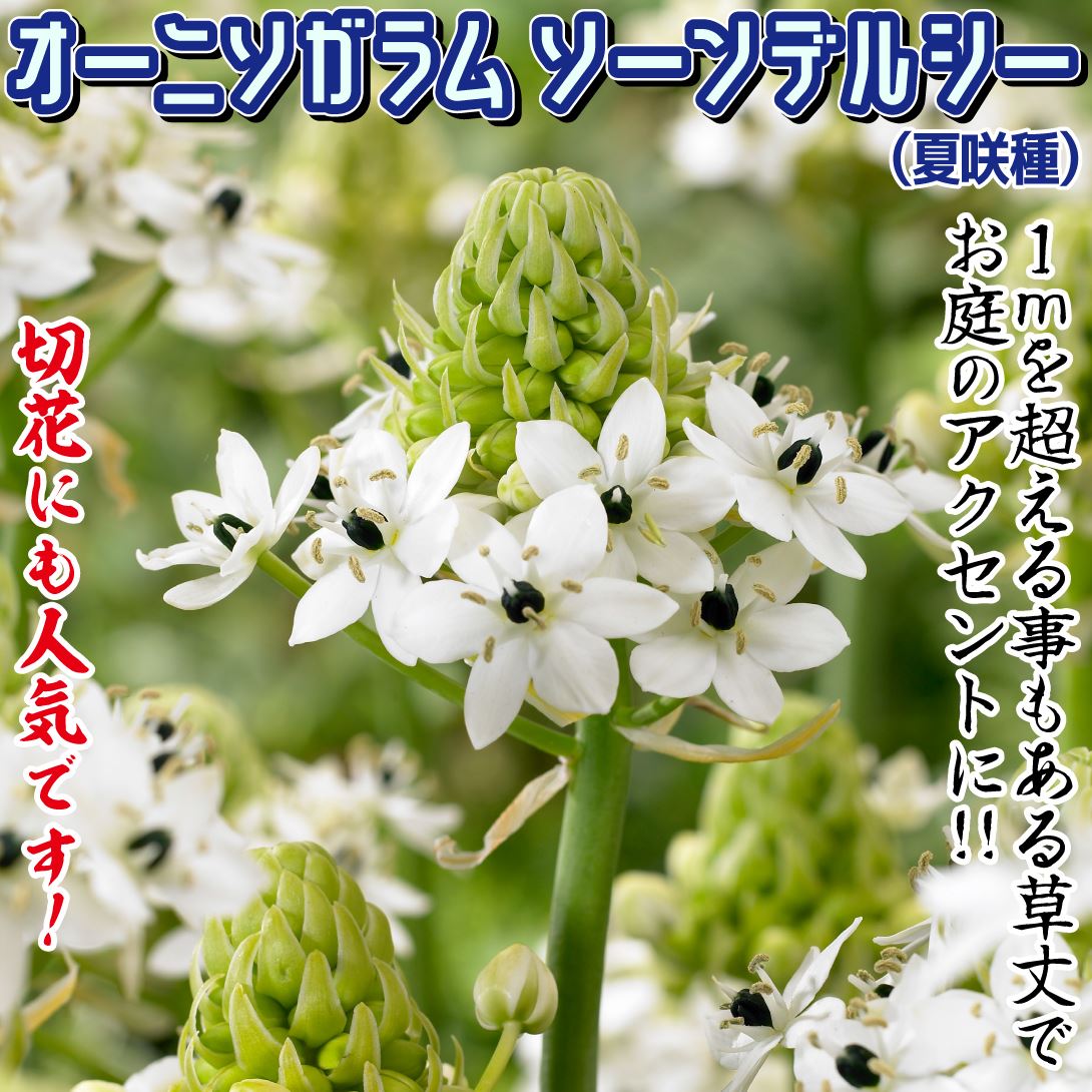 オーニソガラム ソーンデルシー