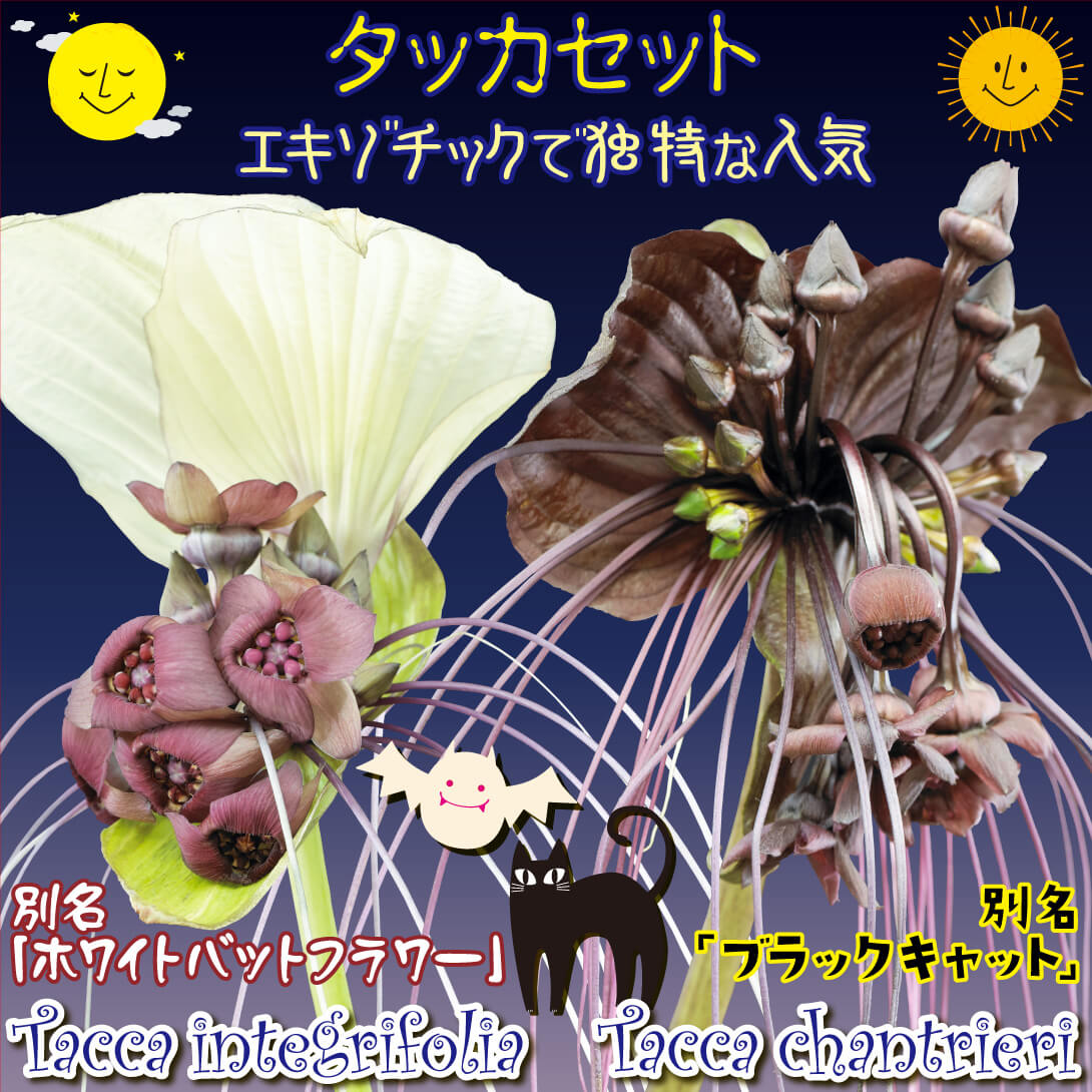 タッカセット1