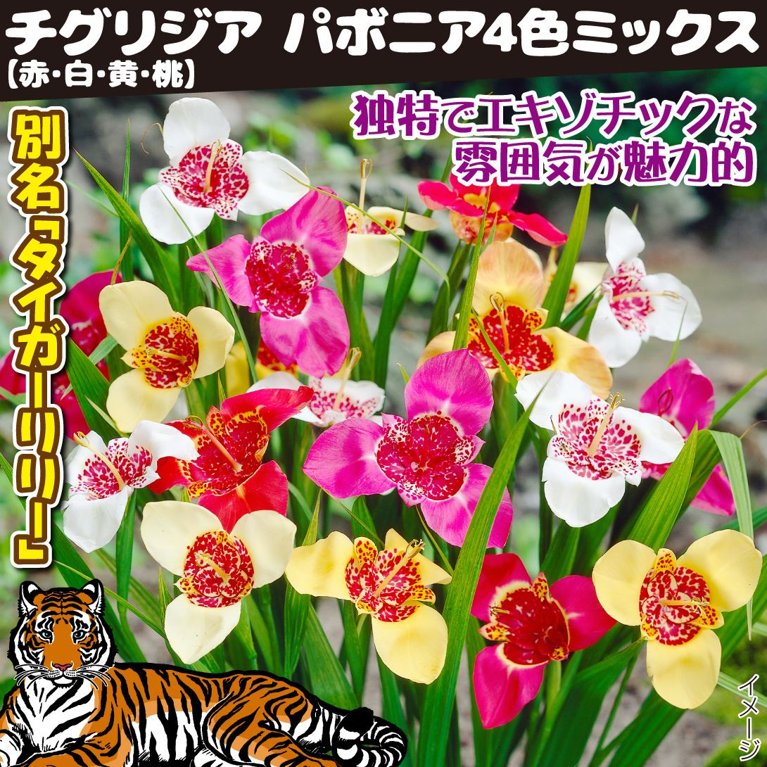 チグリジア パボニアミックス