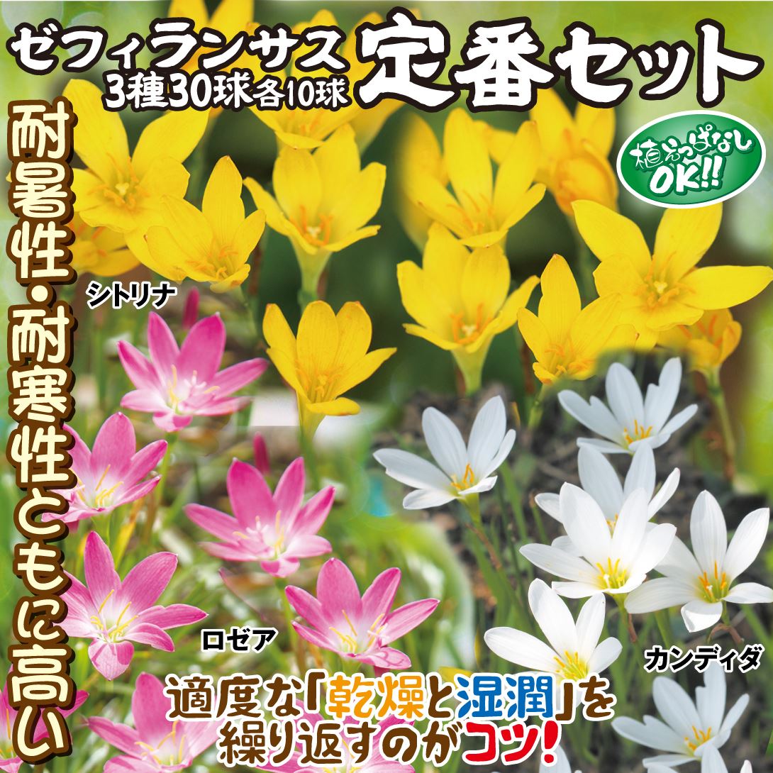 ゼフィランサス 定番セット
