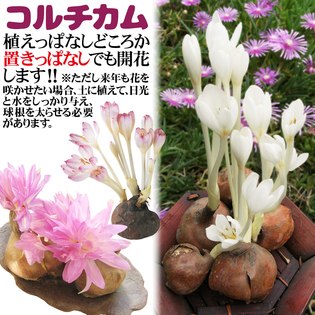 コルチカム