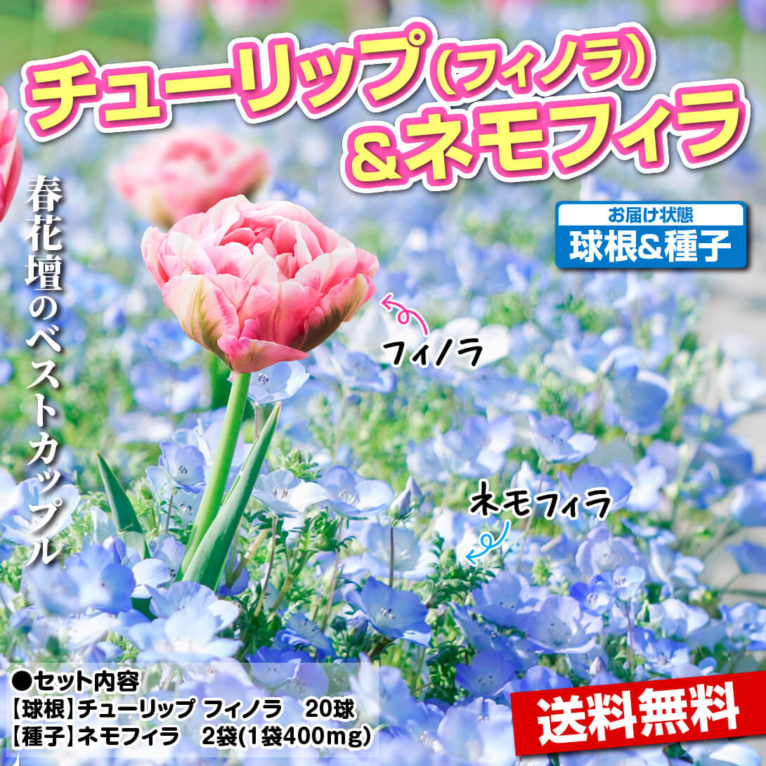 チューリップ アンジェリケ 花種 ネモフィラ