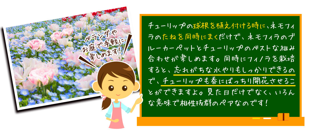 チューリップ アンジェリケ 花種 ネモフィラ