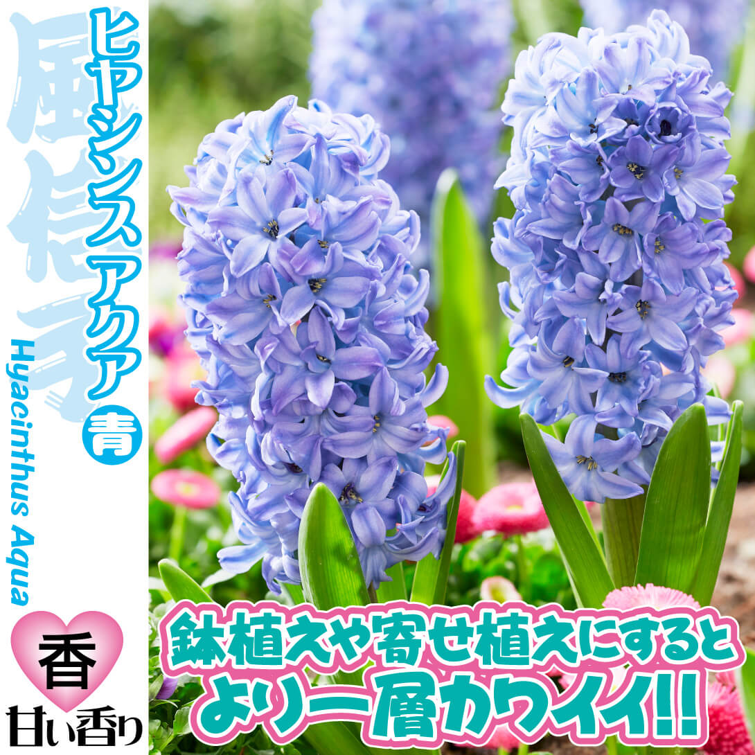 ヒヤシンス アクア