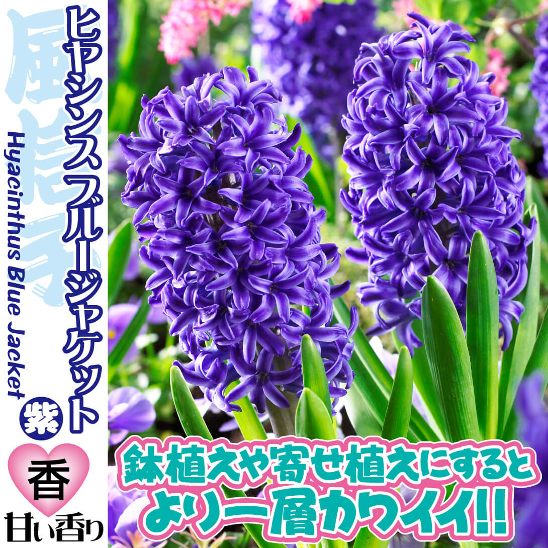 ヒヤシンス ブルージャケット
