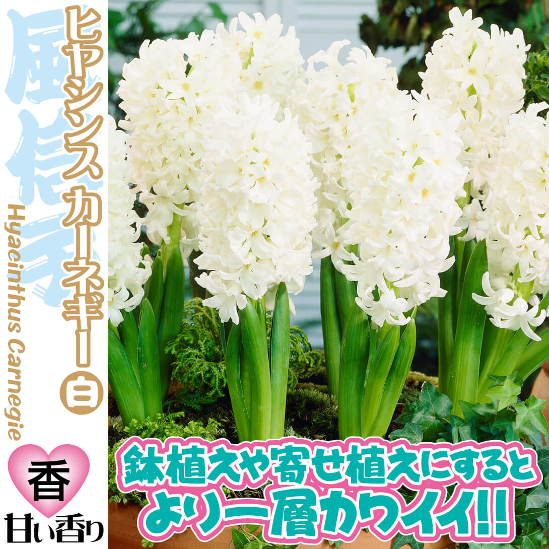 ヒヤシンス カーネギー