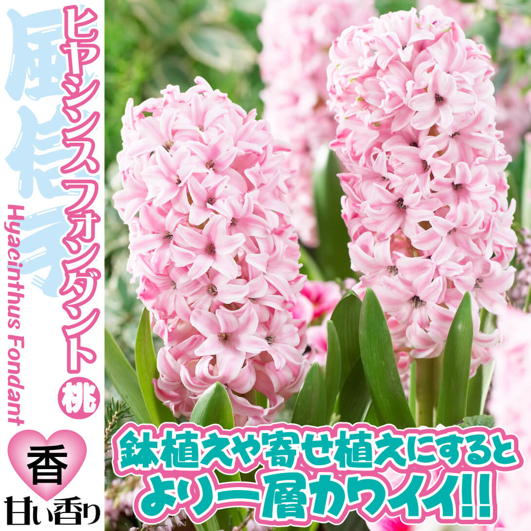 ヒヤシンス フォンダント