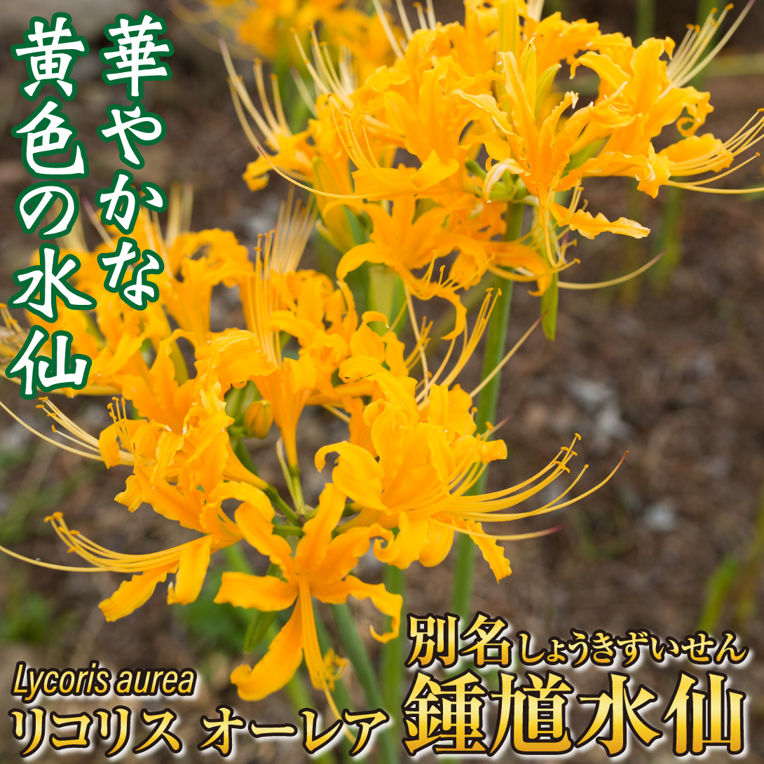 リコリス オーレア