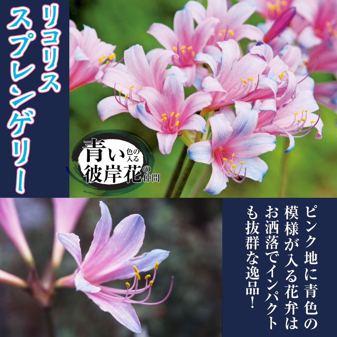 リコリス スプレンゲリー