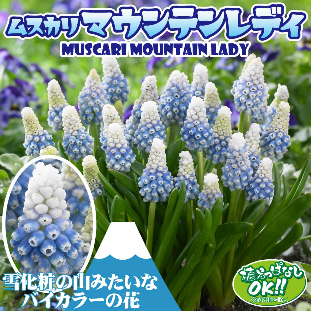 ムスカリ マウンテンレディ