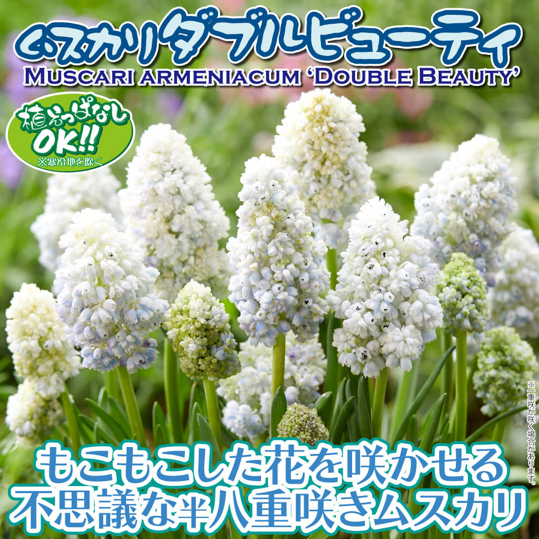 ムスカリ ダブルビューティ
