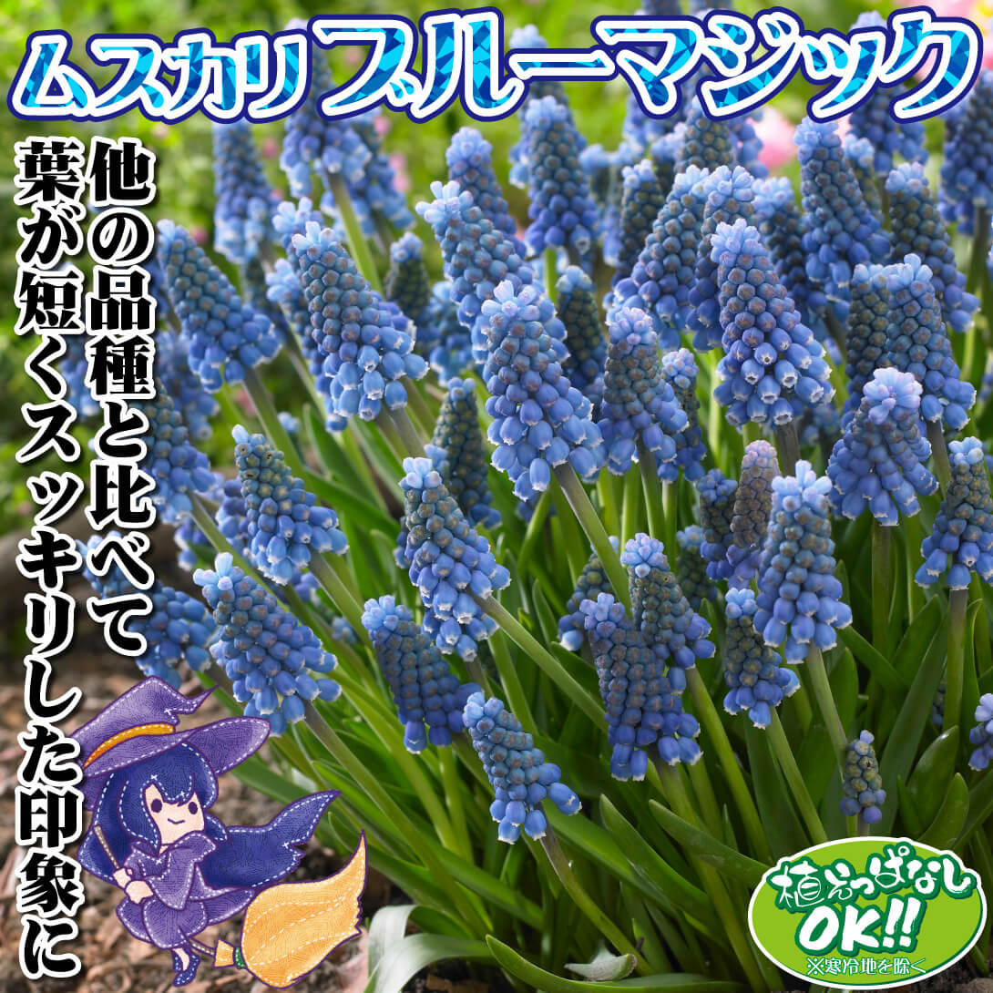 ムスカリ ブルーマジック