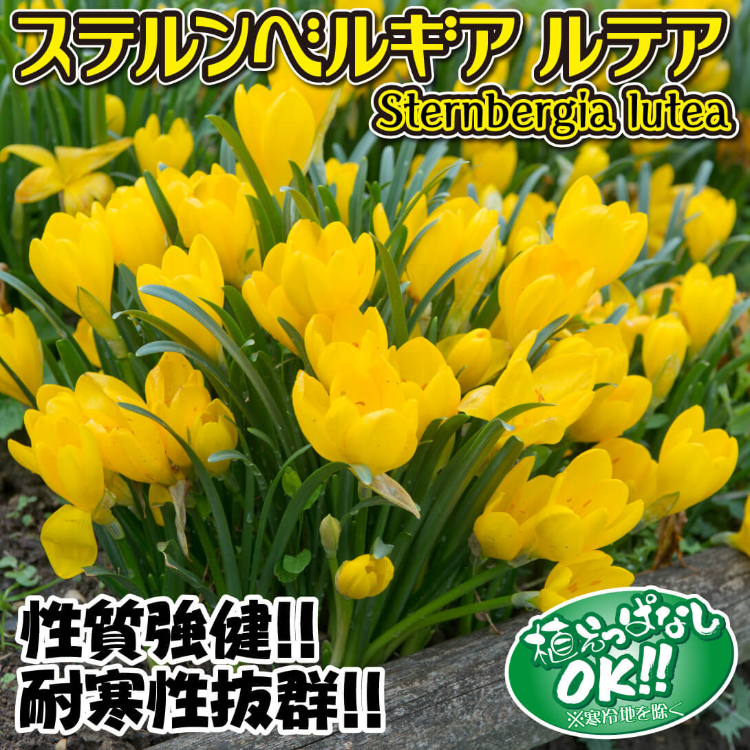 ステルンベルギア ルテア