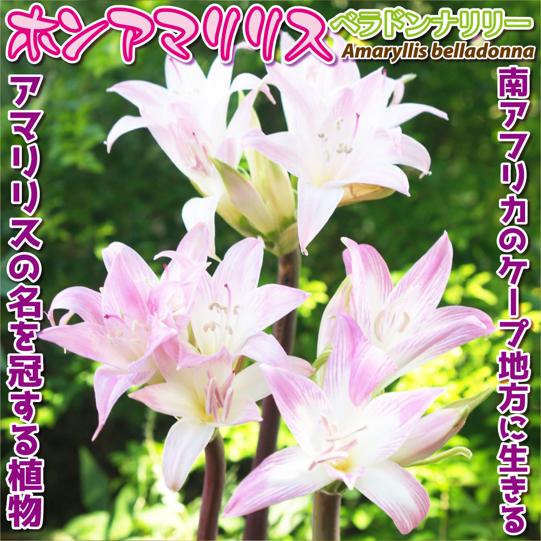 ホンアマリリス桃花