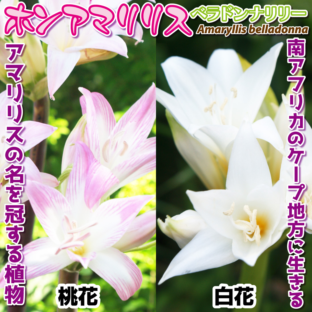 ホンアマリリス桃白セット