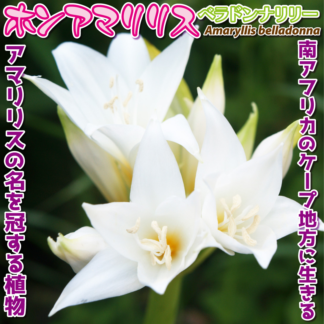 ホンアマリリス白花