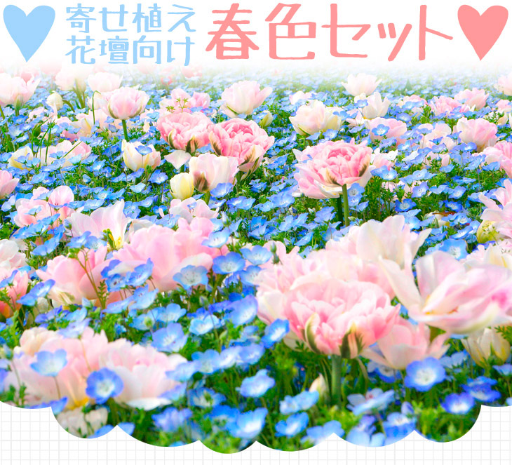 チューリップ アンジェリケ 花種 ネモフィラ