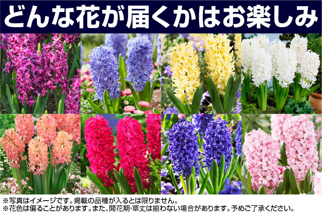 どれが届くかな