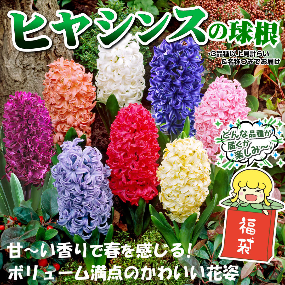 ヒヤシンス福袋