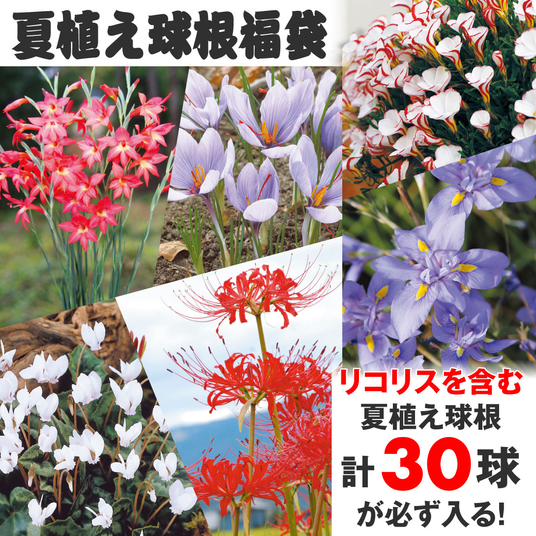 リコリス福袋