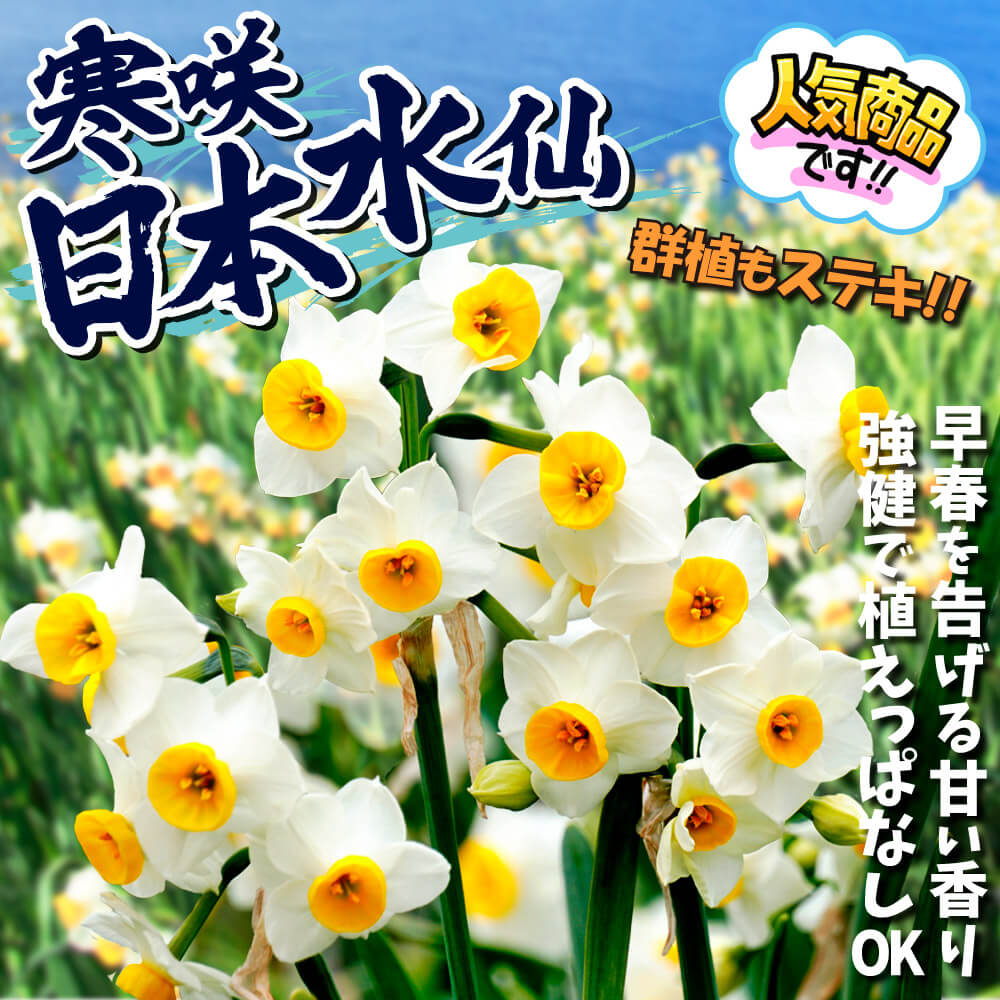 寒咲日本水仙